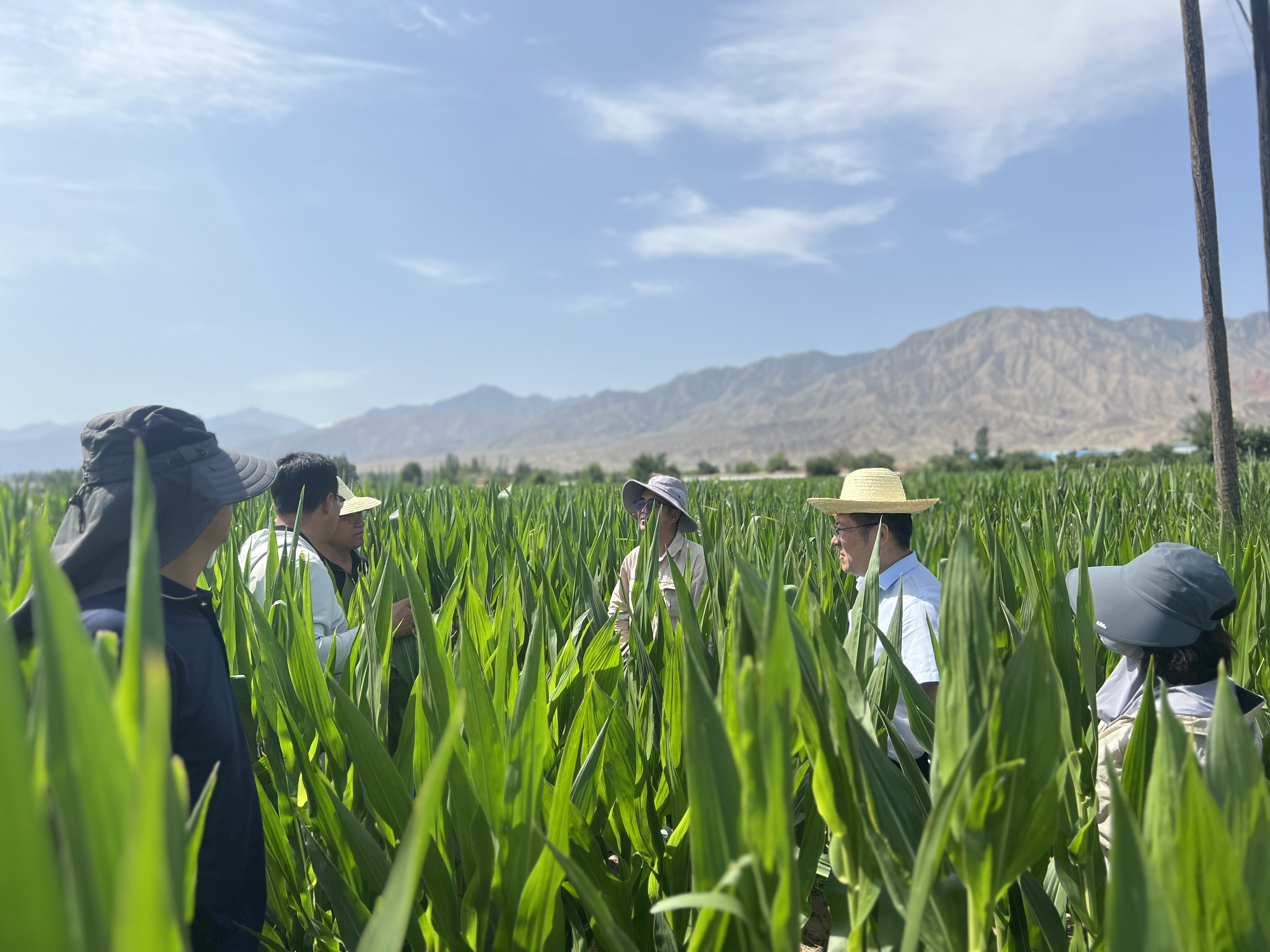 敦煌種業開展“夏送清涼”慰問活動